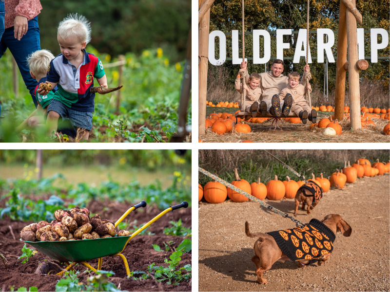 cotswold-farm-park-halloween-thrills-2023